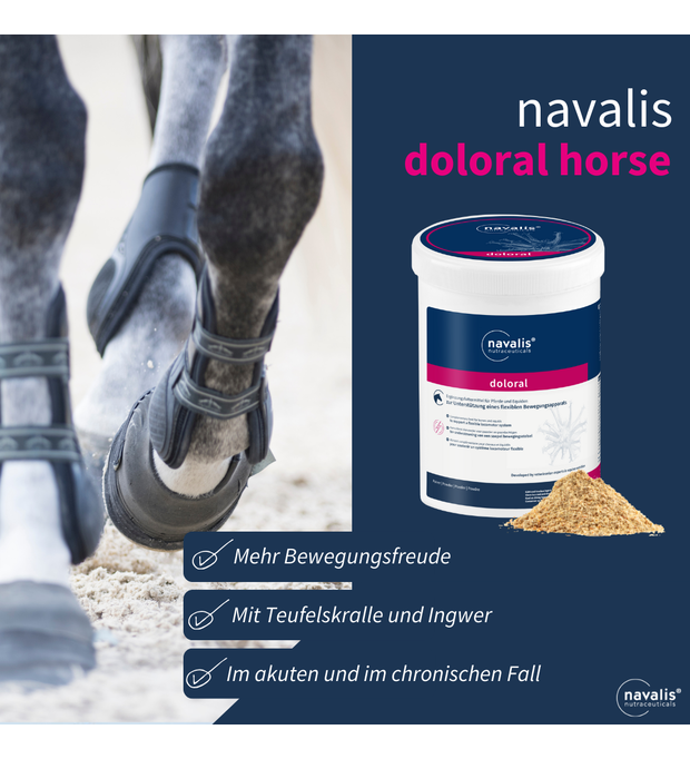 navalis doloral horse teufelskralle