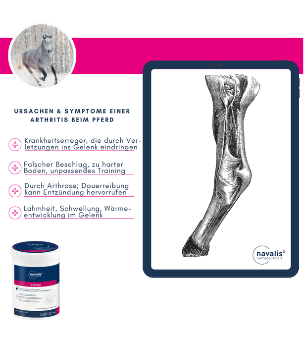 navalis doloral horse arthritis