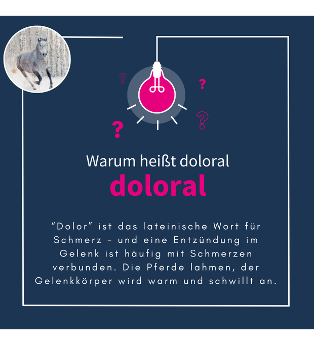 navalis doloral horse schmerz