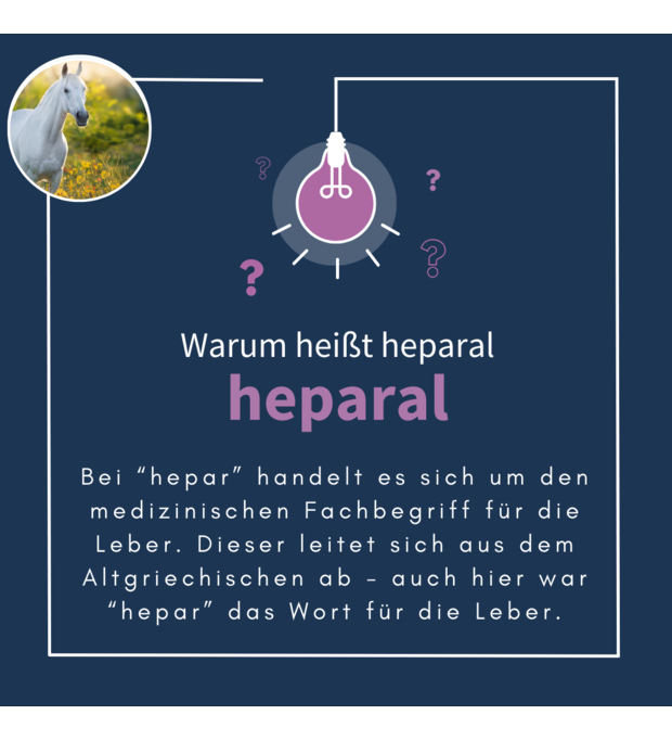 navalis heparal leber medizin