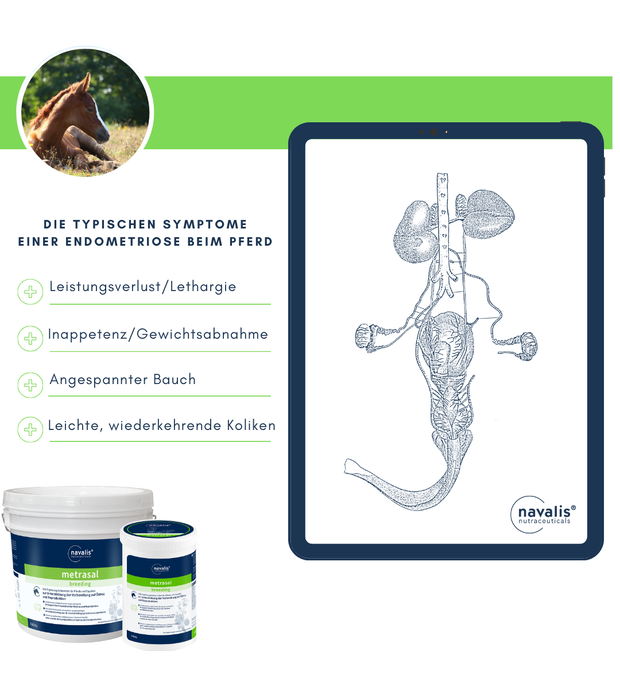 navalis metrasal breeding endometritis