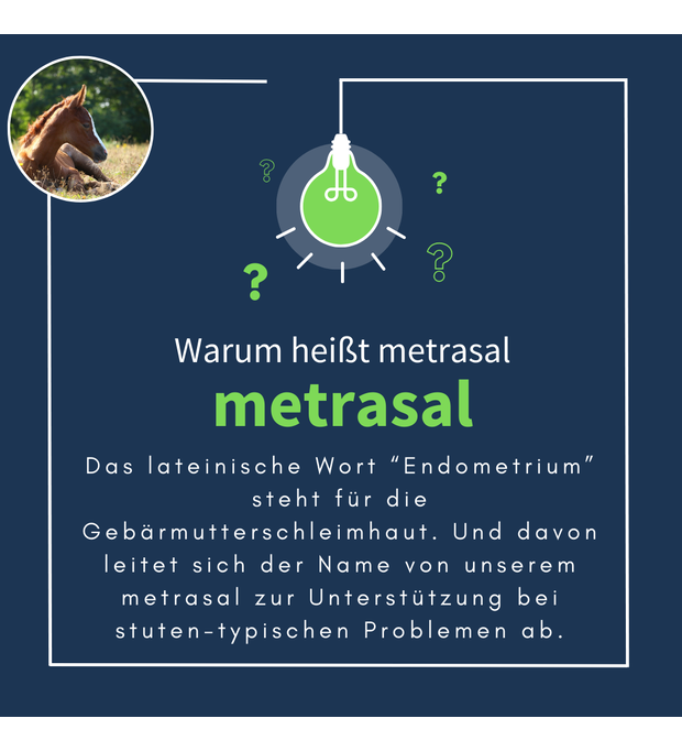 navalis metrasal breeding gebärmutter