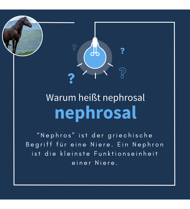 navalis nephrosal horse name