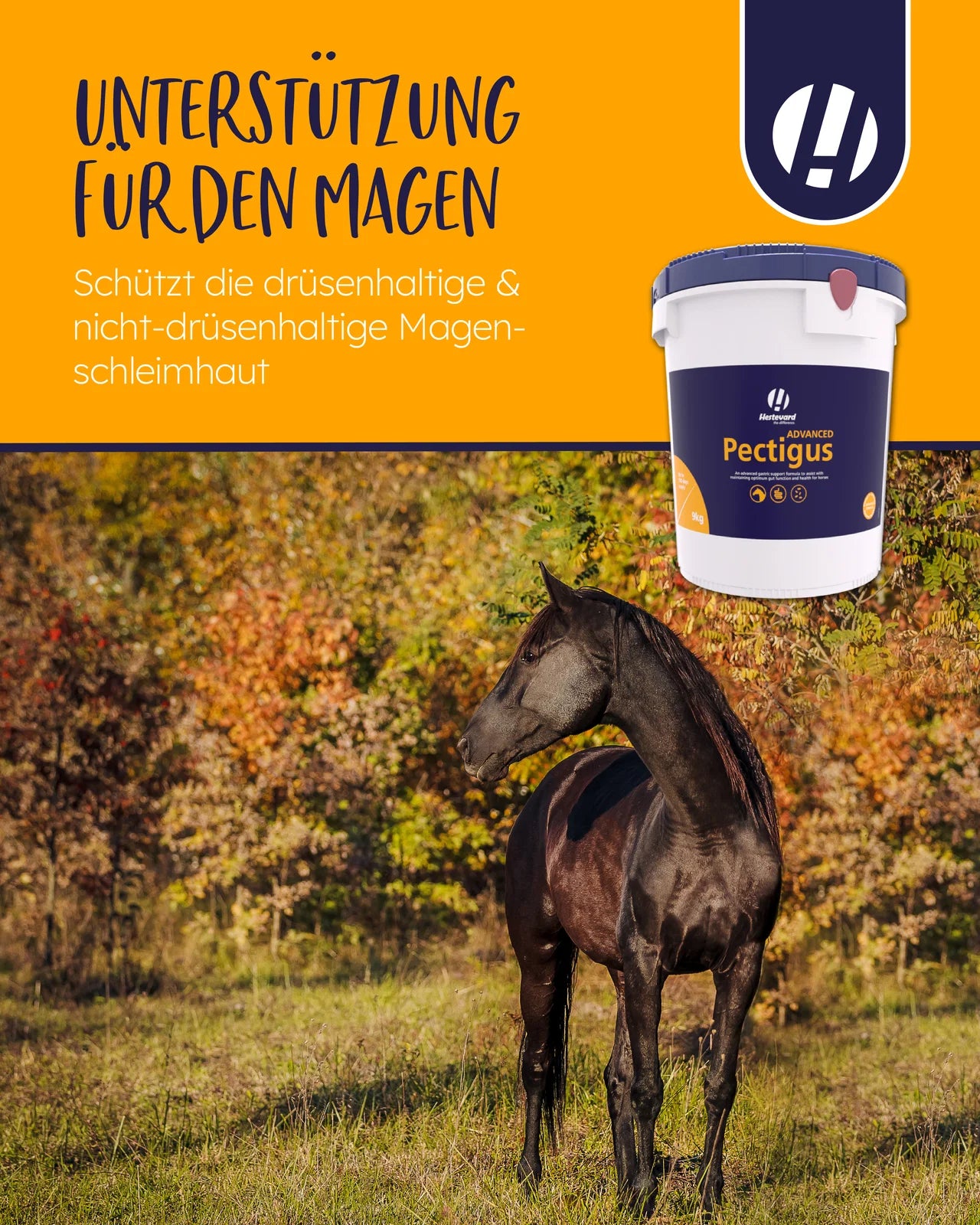 Hestevard Pectigus schleimhaut