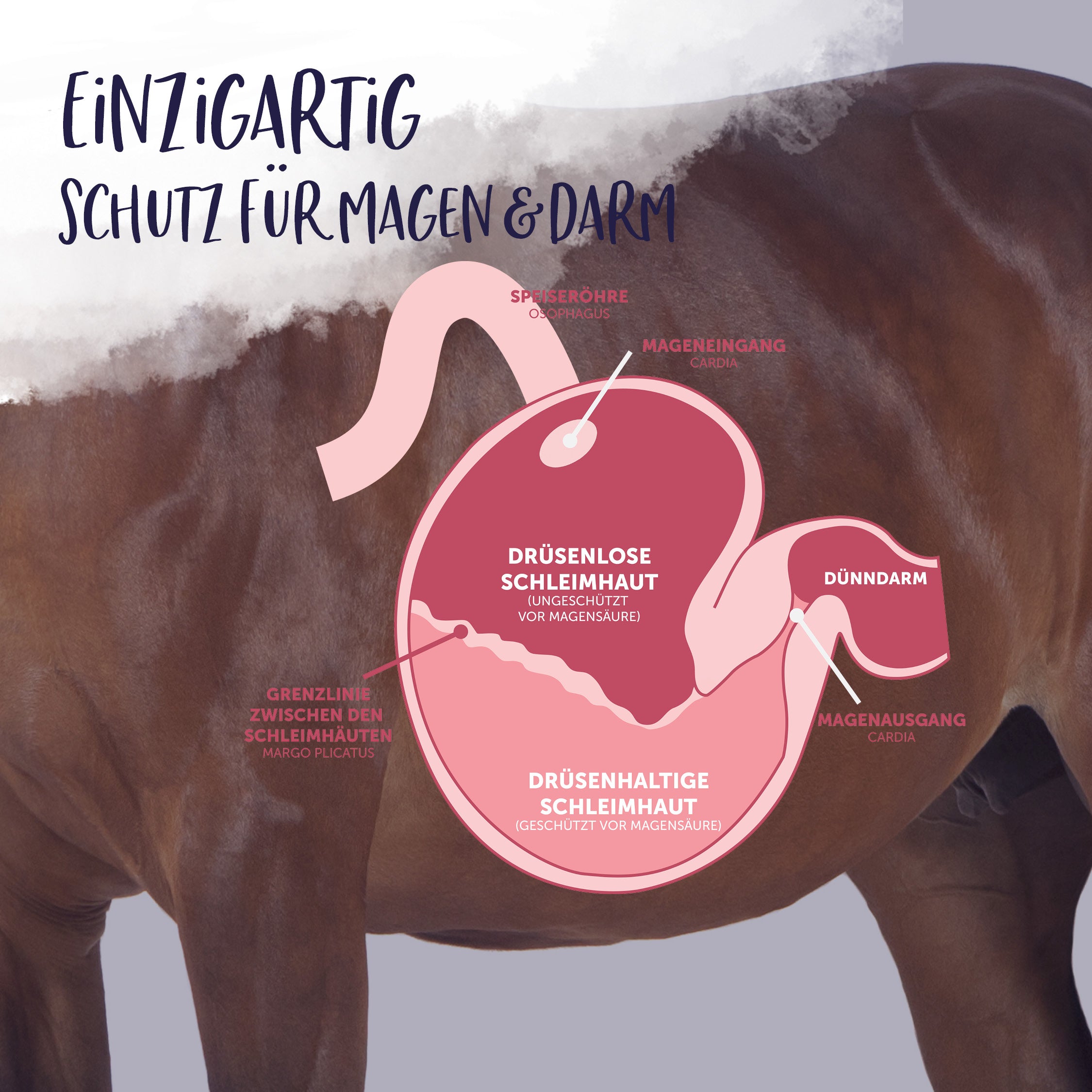 Schutz Magen Hestevard Pectigus
