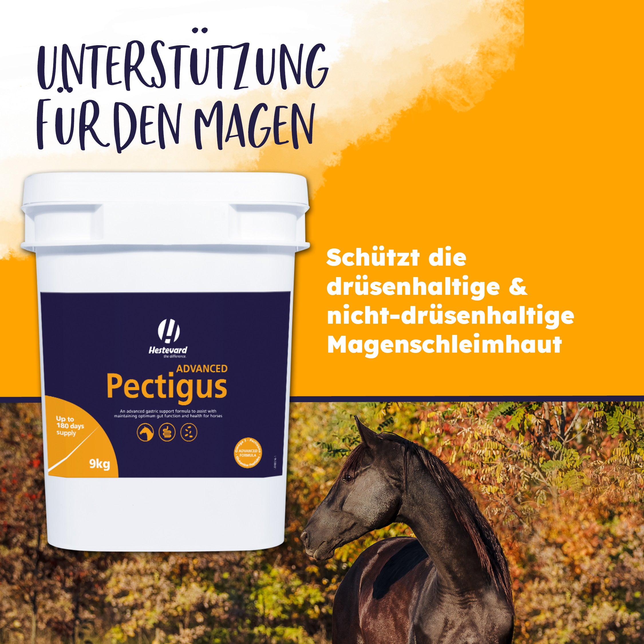 Magen Hestevard Pectigus