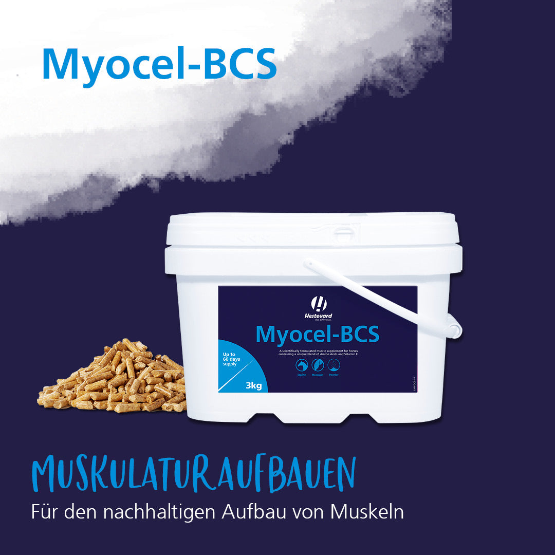 Hestevard Myocel muskelaufbau