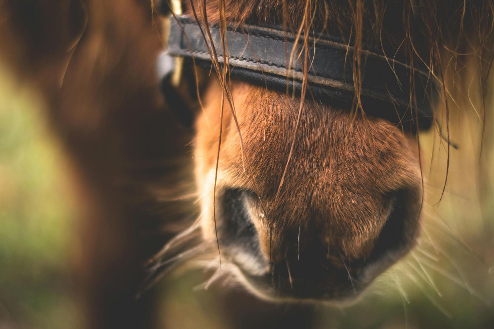Vet Supplements von Dr. Hanno Seehafer