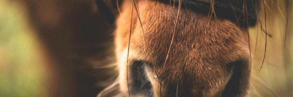 Vet Supplements von Dr. Hanno Seehafer
