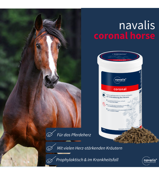 Navalis coronal pferdeherz